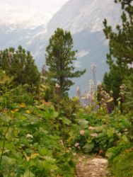 2013-08-18_Regina-F-Rau_Schachen_Alpengarten (625).JPG